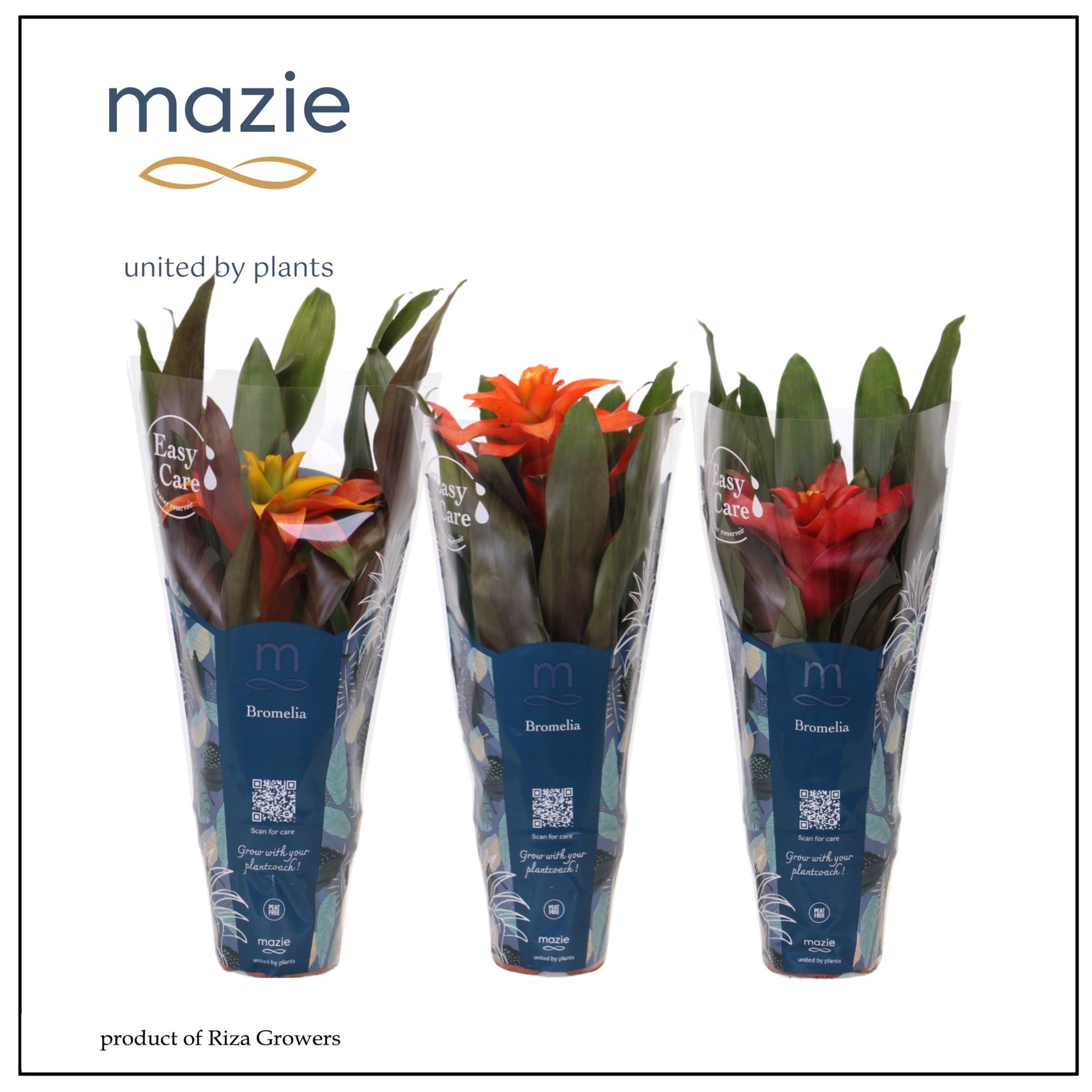 Guzmania mix 42cm 12cm Pot
