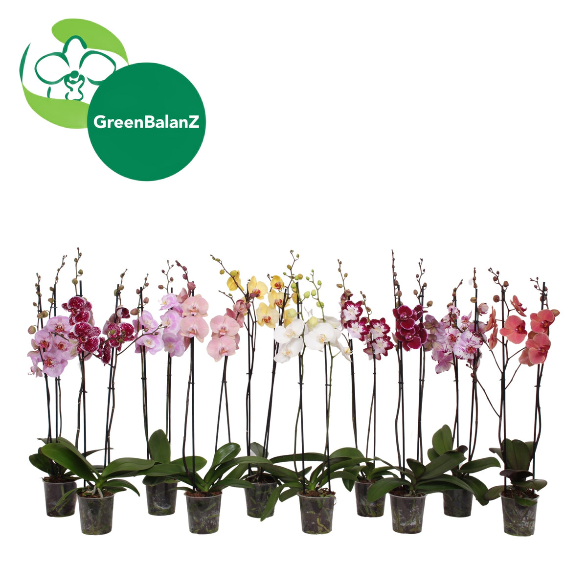 Phalaenopsis mix 65cm 12cm Pot
