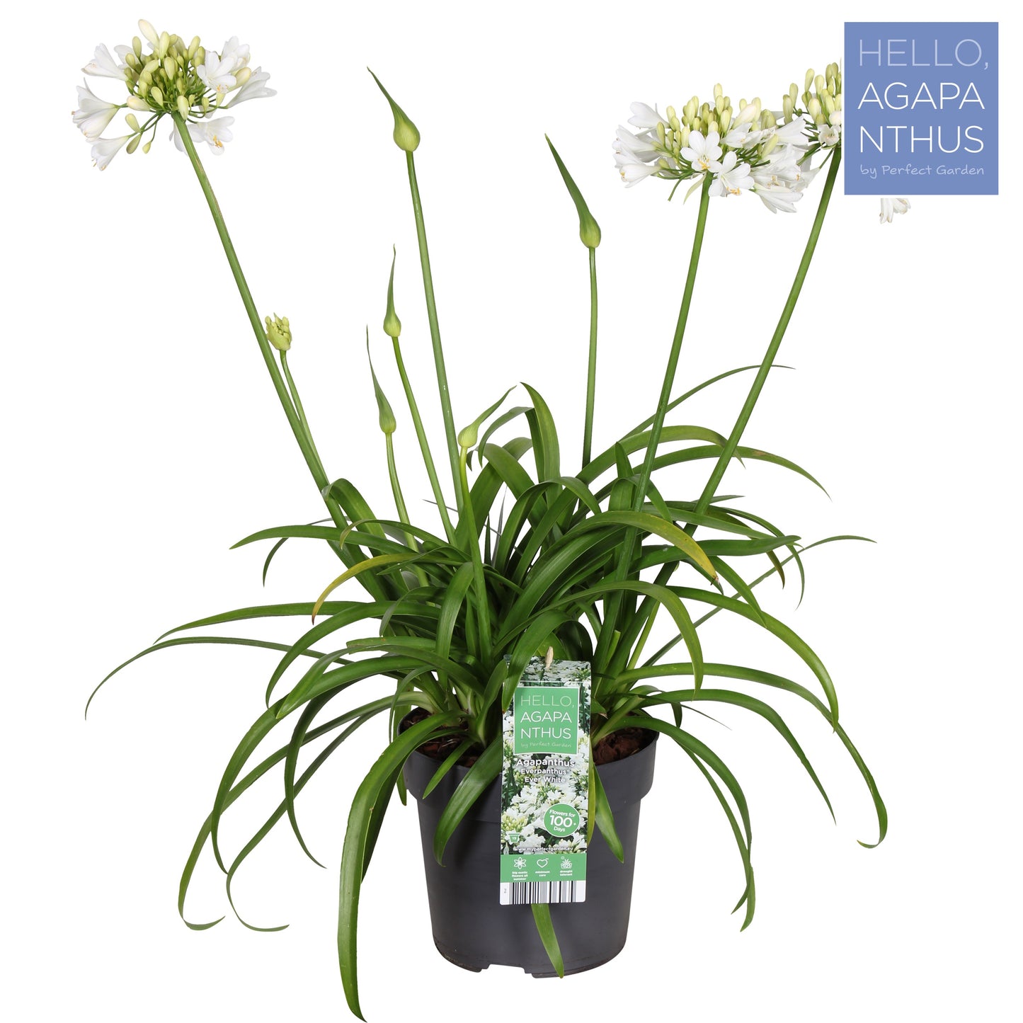 Agapanthus  Ever White 100cm 19cm Pot