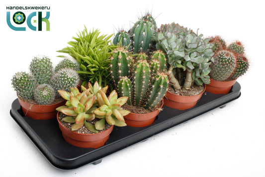 Succulenten Cactus mix 18cm 12cm Pot