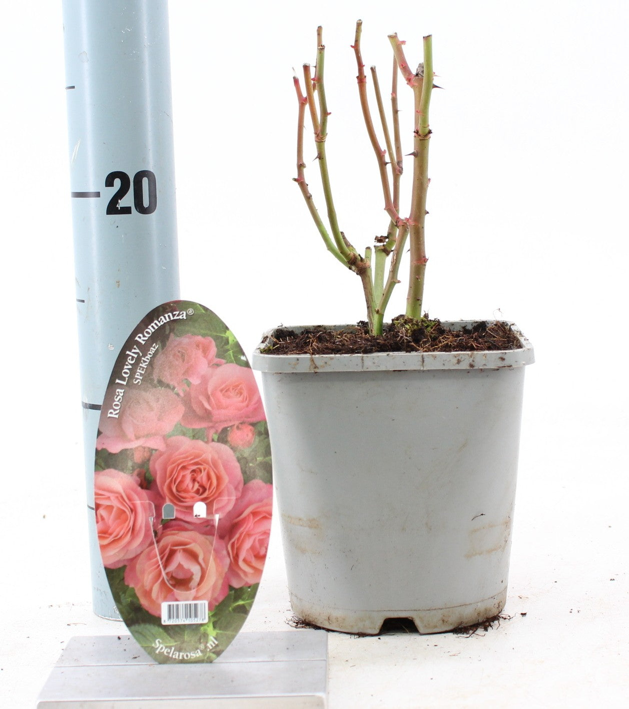 Rosa Hybrid 10cm 14cm Pot