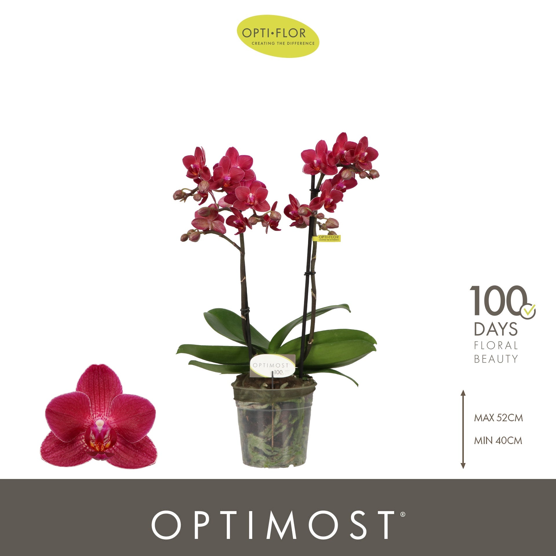 Phalaenopsis mf. Red Lion 45cm 12cm Pot