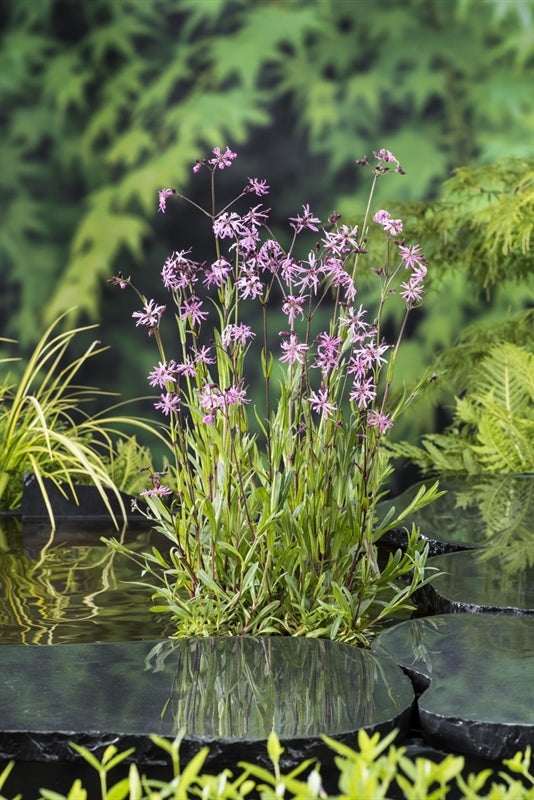 Waterplkw R. Moerings Lychnis flos-cuculi Pack of 3