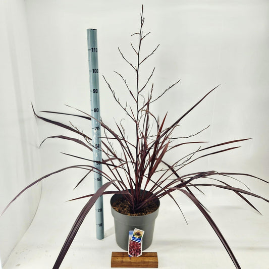 Cordyline 130cm 32cm Pot