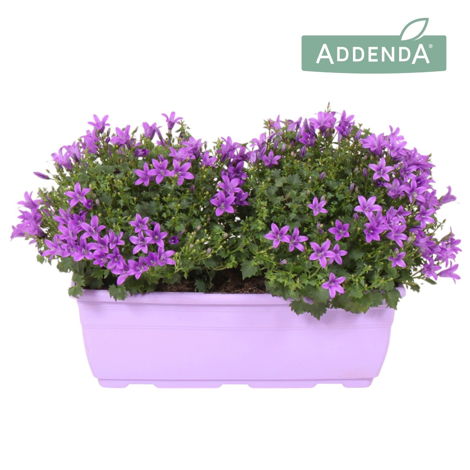 Campanula Ambella Intense purple 22cm 27cm Pot