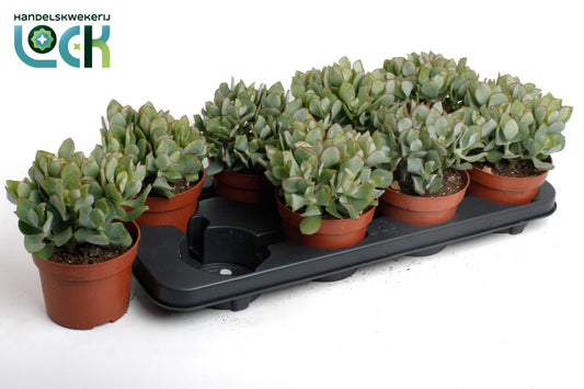 crassula-hybrid-20cm-12cm-pot