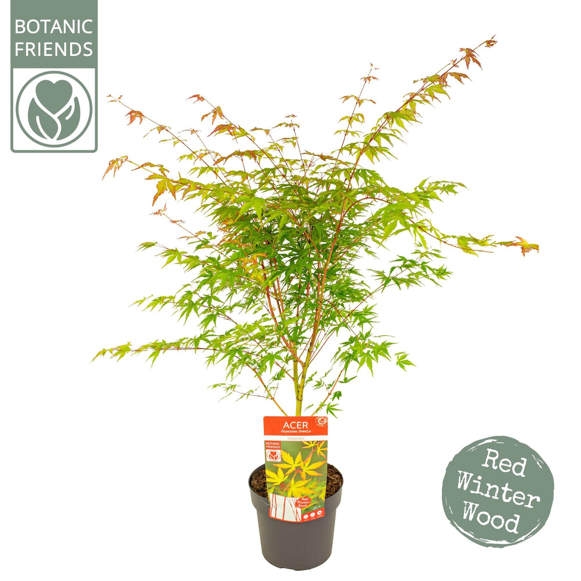 Acer Sangokaku 55cm 19cm Pot