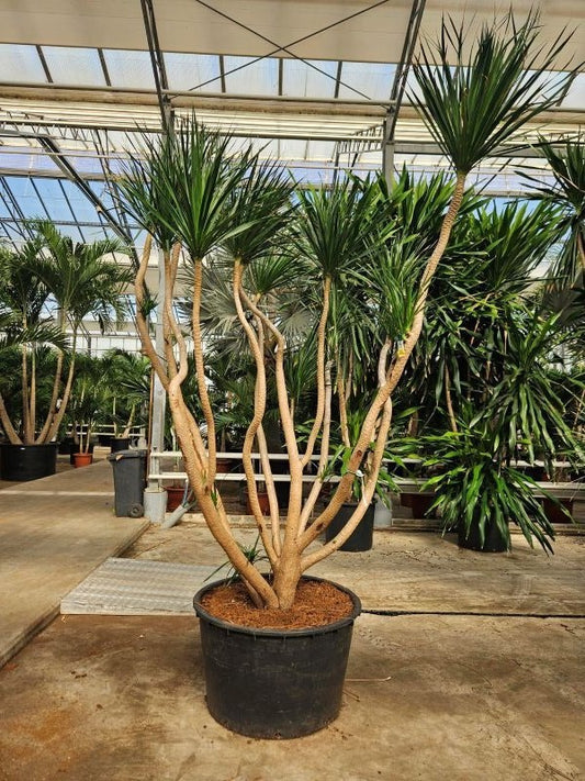 Dracaena marginata 375cm 96cm Pot