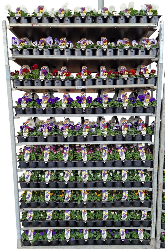 Viola Delta mixkar 12cm 9cm Pot