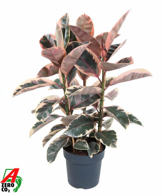 Ficus Belize 110cm 27cm Pot