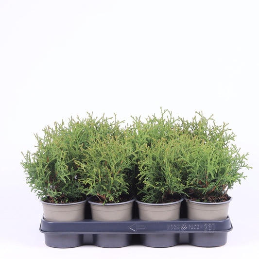 Thuja occidentalis Tiny Tim 20cm 11cm Pot