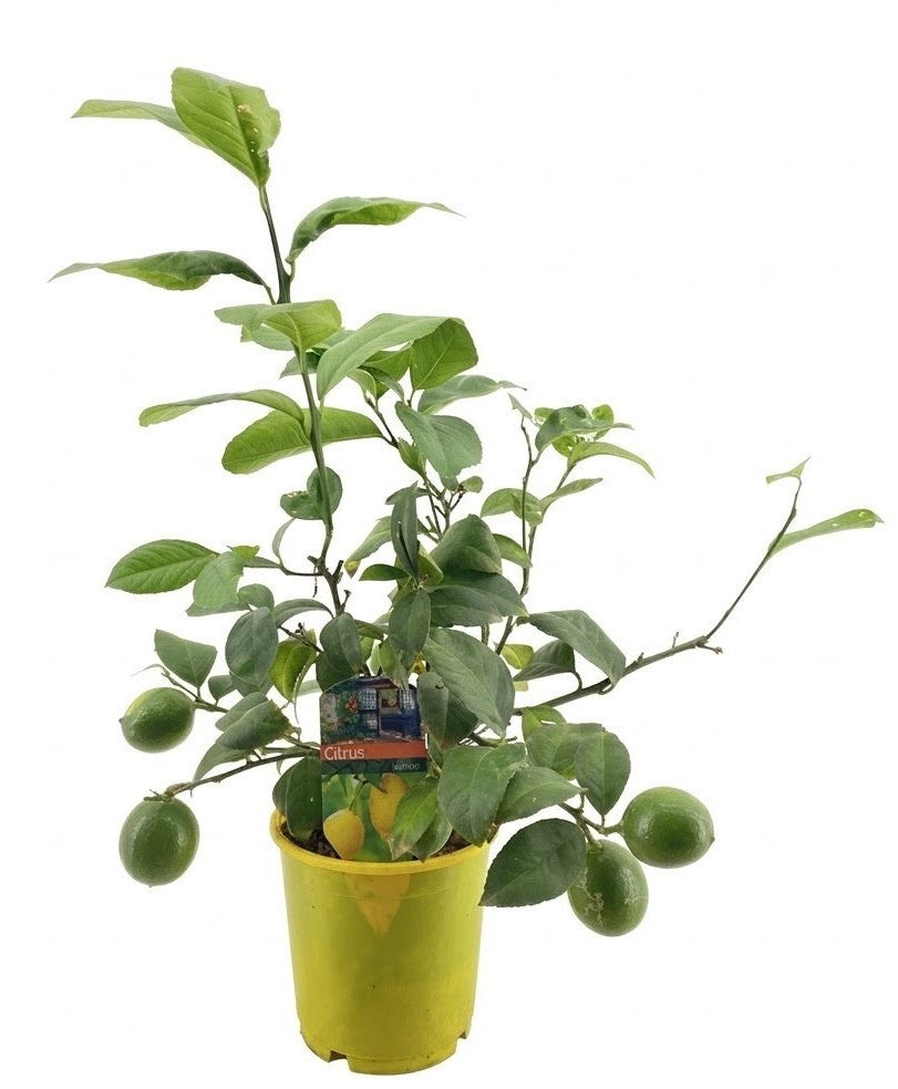 Citrus Lemon 55cm 14cm Pot