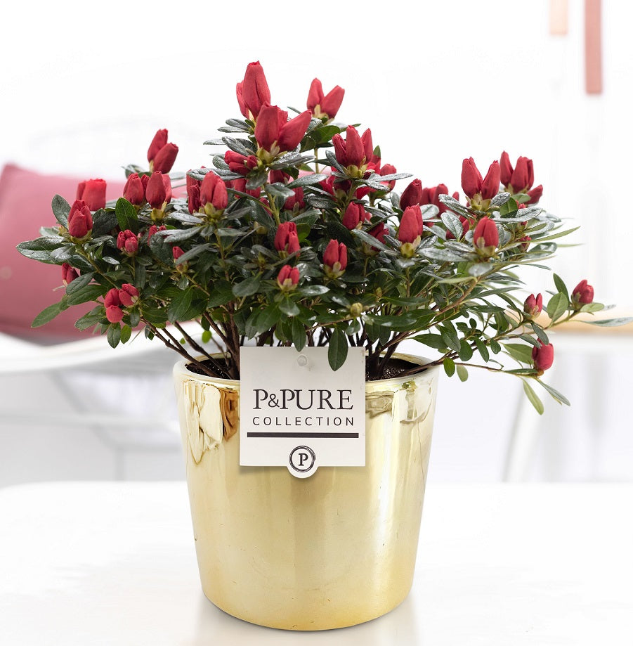 Rhododendron simsii Jimmy 25cm 12cm Pot