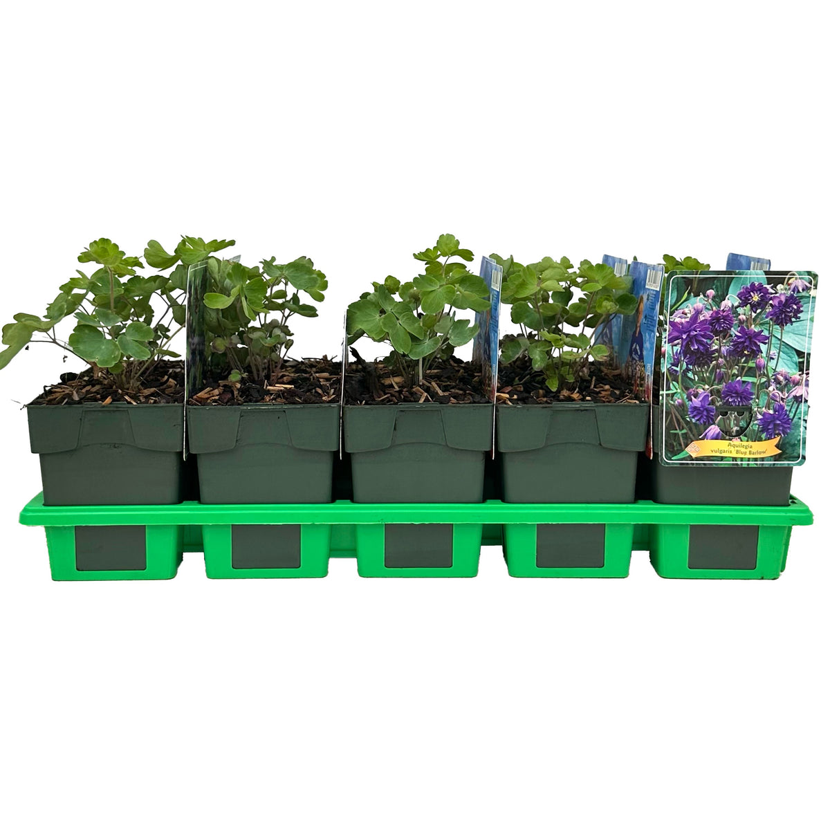 Aquilegia vulgaris 25cm 11cm Pot