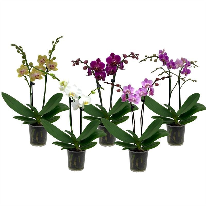 Phalaenopsis mix 35cm 9cm Pot