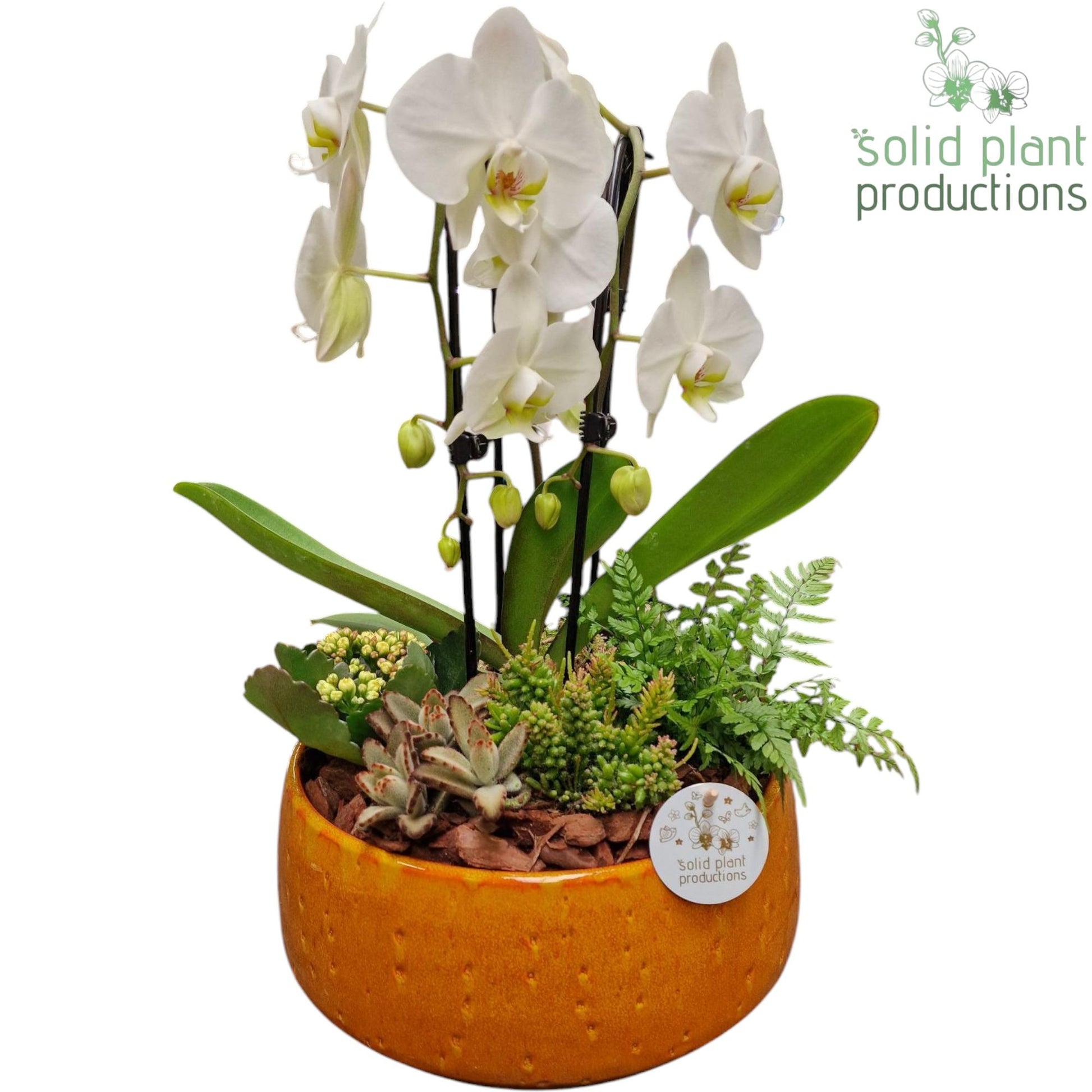 PH113 Sophia Orange Cascade 50cm 28cm Pot