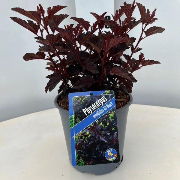 Physocarpus opulifolius 30cm 17cm Pot