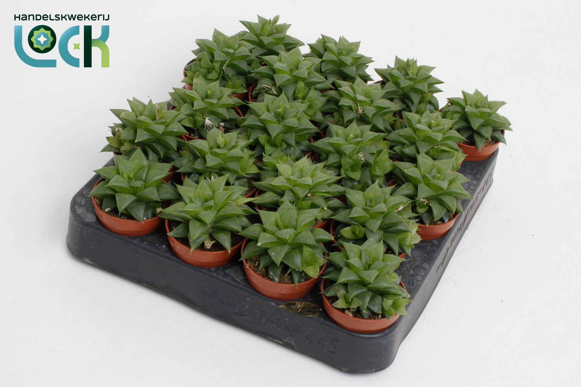 Haworthia cymbiformis 8cm 505cm Pot