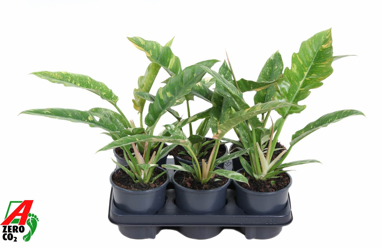 Philodendron Ring of Fire 40cm 13cm Pot