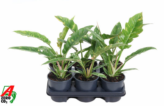Philodendron Ring of Fire 40cm 13cm Pot