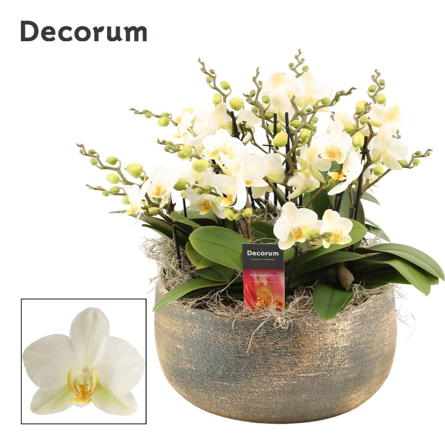 Phalaenopsis mf. Lausanne 35cm 28cm Pot