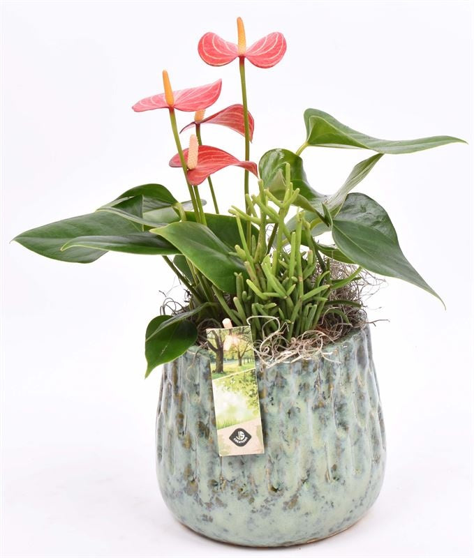 Indoor arrangement 14cm Pot