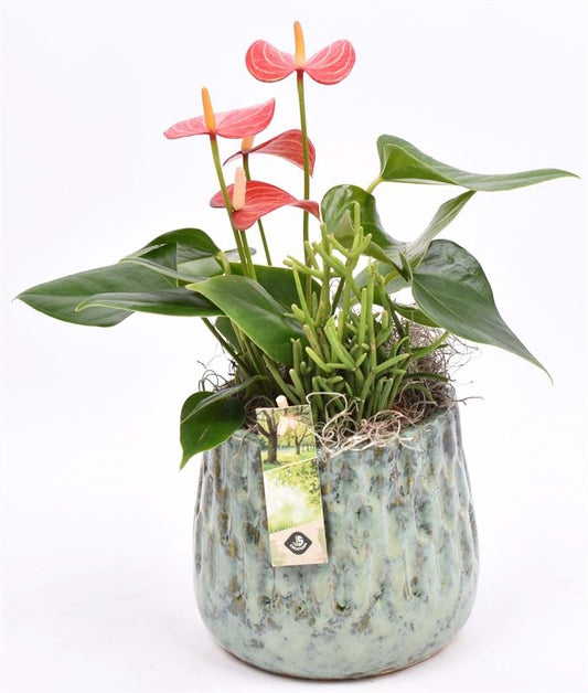 Indoor arrangement 14cm Pot
