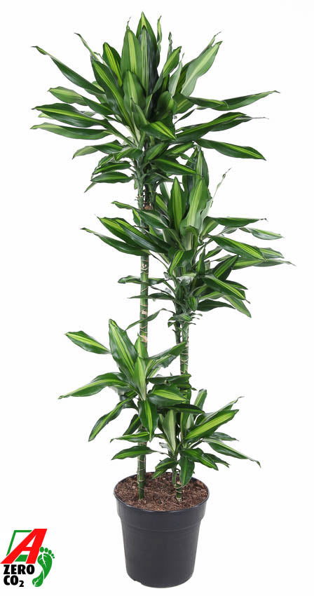 Dracaena frag. Cintho 90-60-30 150cm 27cm Pot