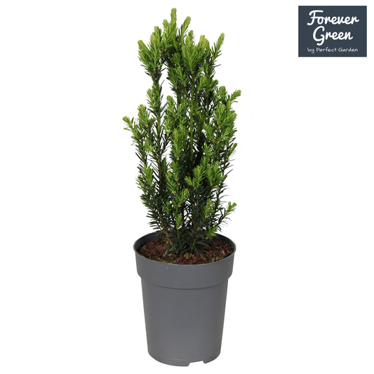 Taxus media Hillii 30cm 15cm Pot