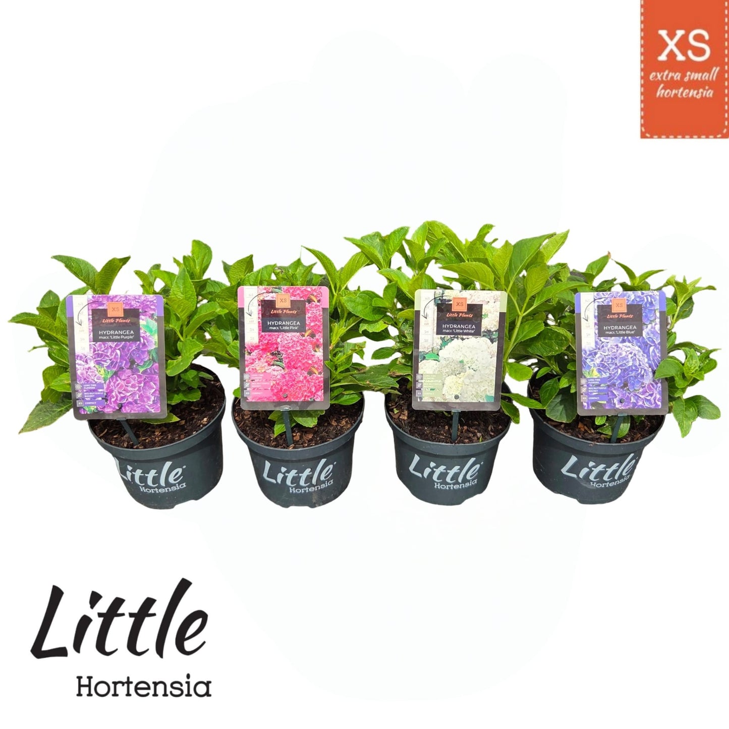 Peijl Tuinplanten, Van der Hydrangea macr. Little Collection Pack of 1