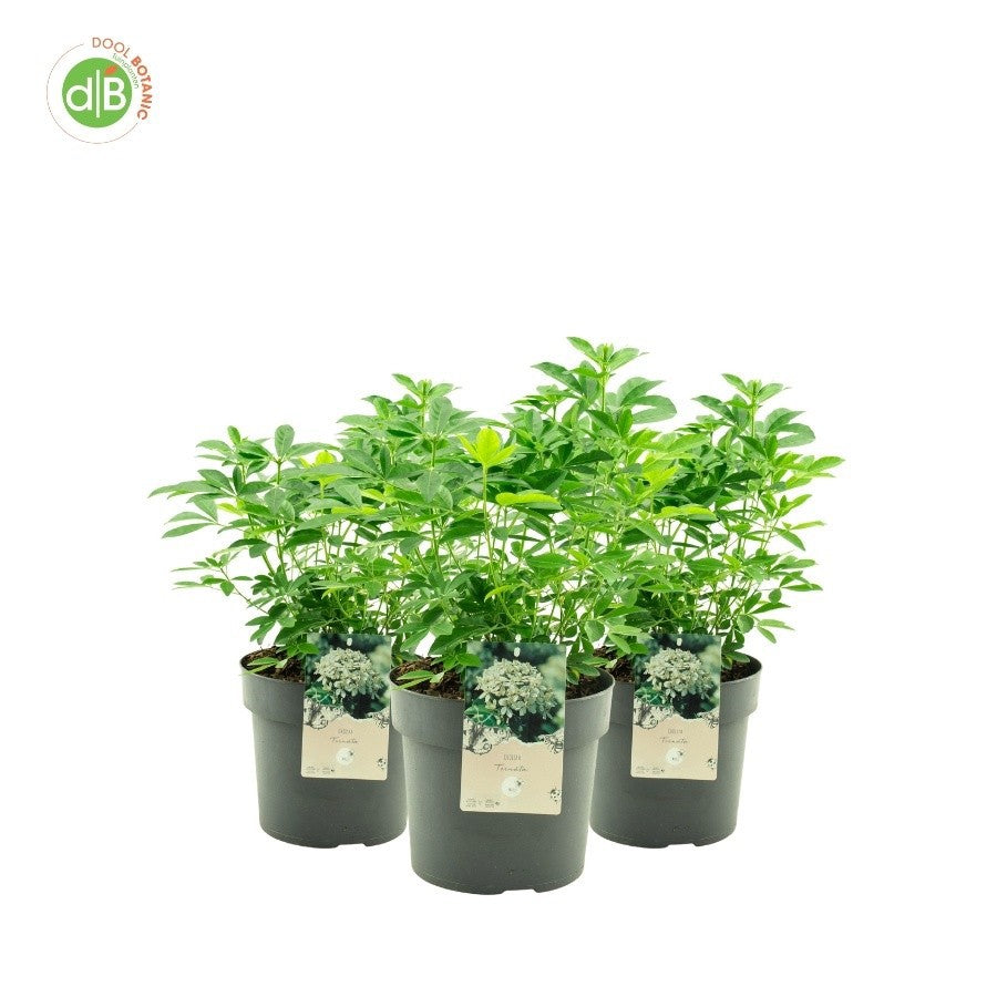 Choisya ternata Aztec Pearl 55cm 26cm Pot