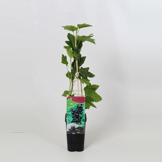 Ribes nigrum 60cm 14cm Pot