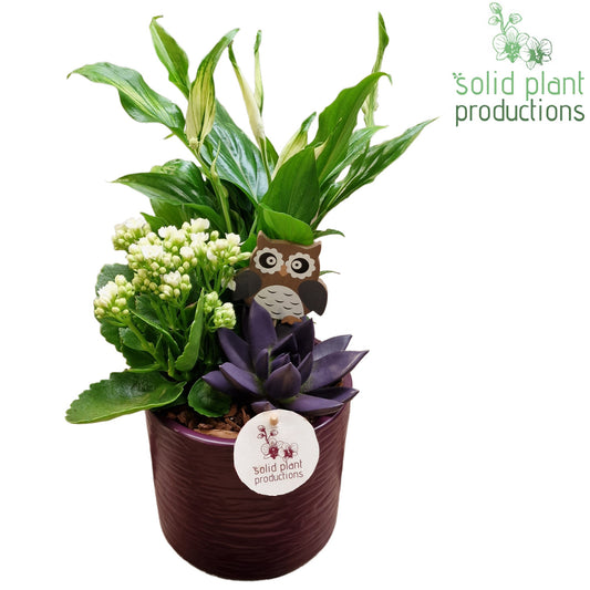 SCE001 Amy Purple Echeveria Mix 35cm 13cm Pot