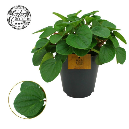 Peperomia Rana Verde 25cm 15cm Pot