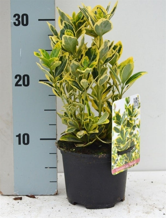 Euonymus Ovatus Aureus 25cm 13cm Pot