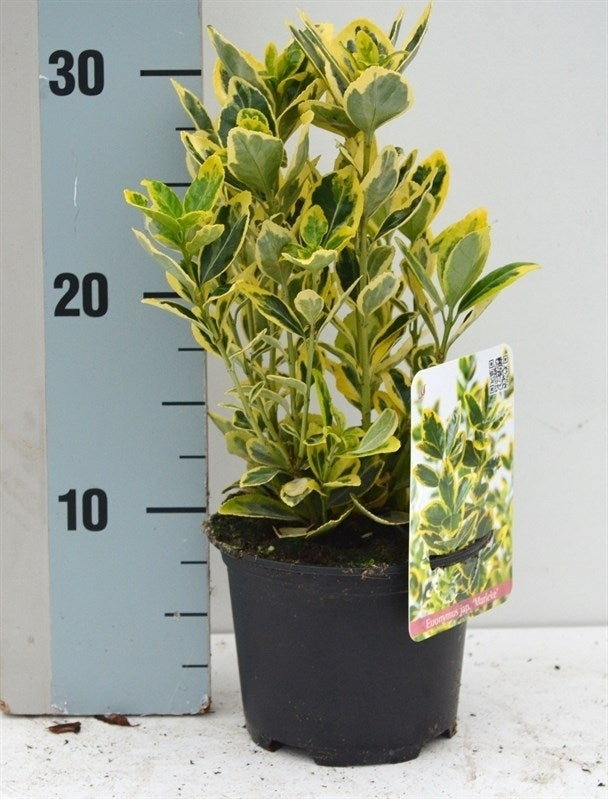 Roessel Tuinpl. VOF, B. v. Euonymus Ovatus Aureus Pack of 8