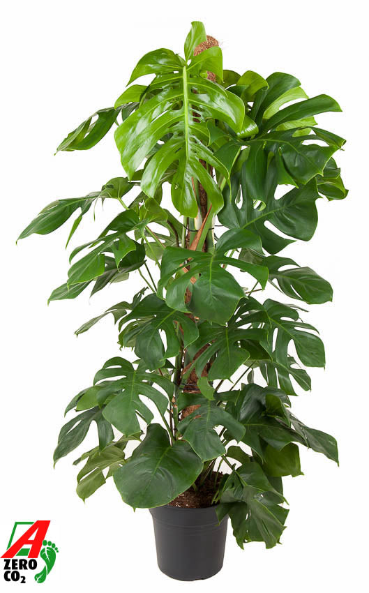 Monstera deliciosa 150cm 27cm Pot