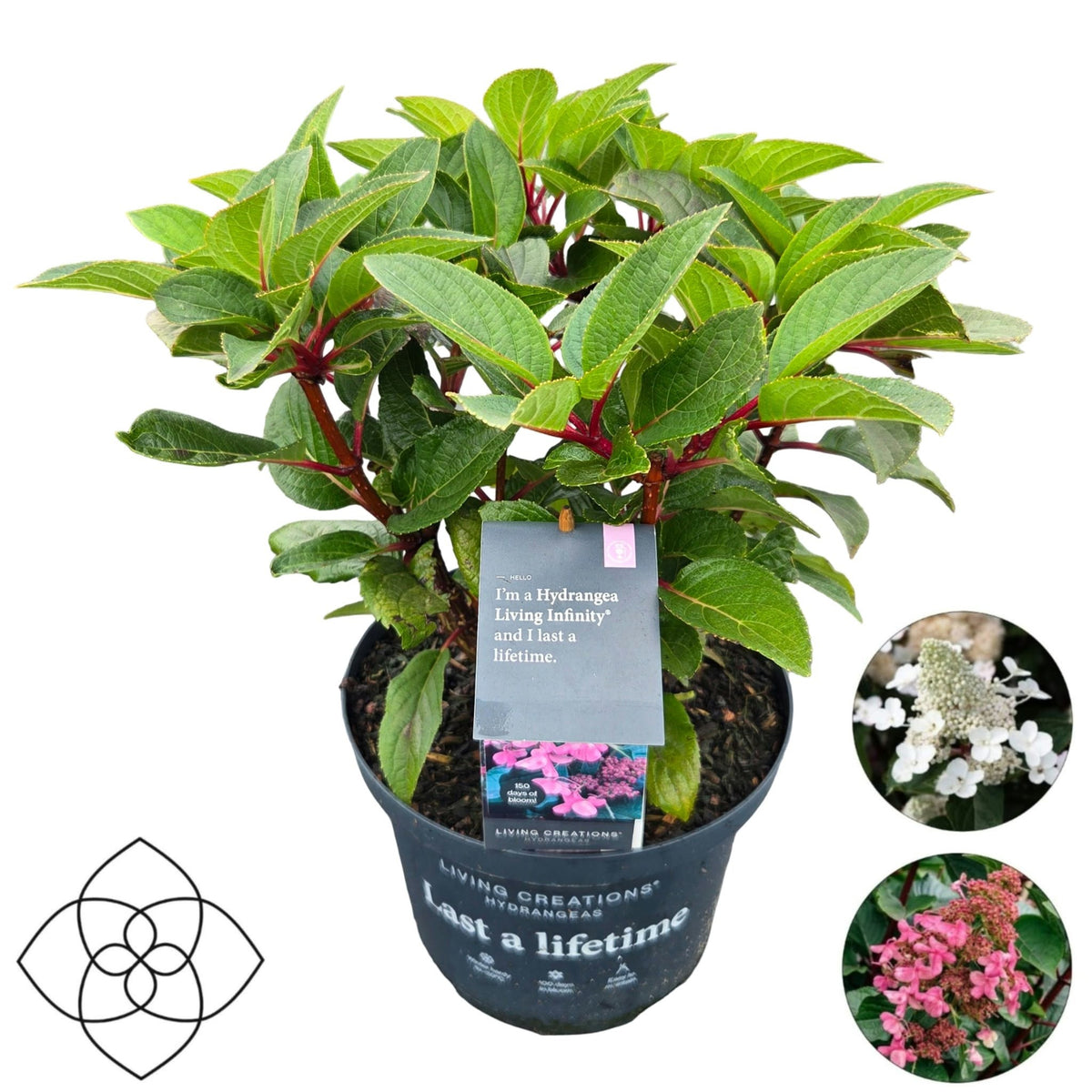 Hydrangea pan. Living Infinity 50cm 23cm Pot