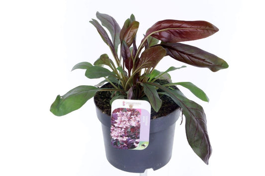 Penstemon digitalis 30cm 17cm Pot