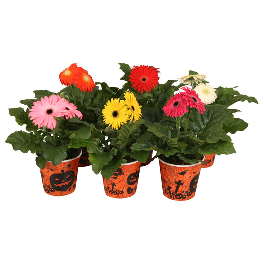 Gerbera mix 20cm 12cm Pot