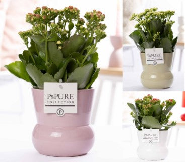 Kalanchoe Rosalina mix 27cm 12cm Pot