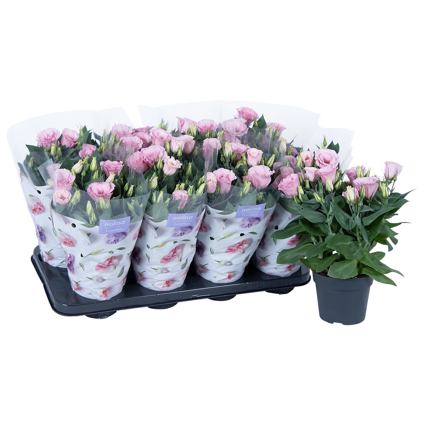 Eustoma Julietta Pink 36cm 13cm Pot