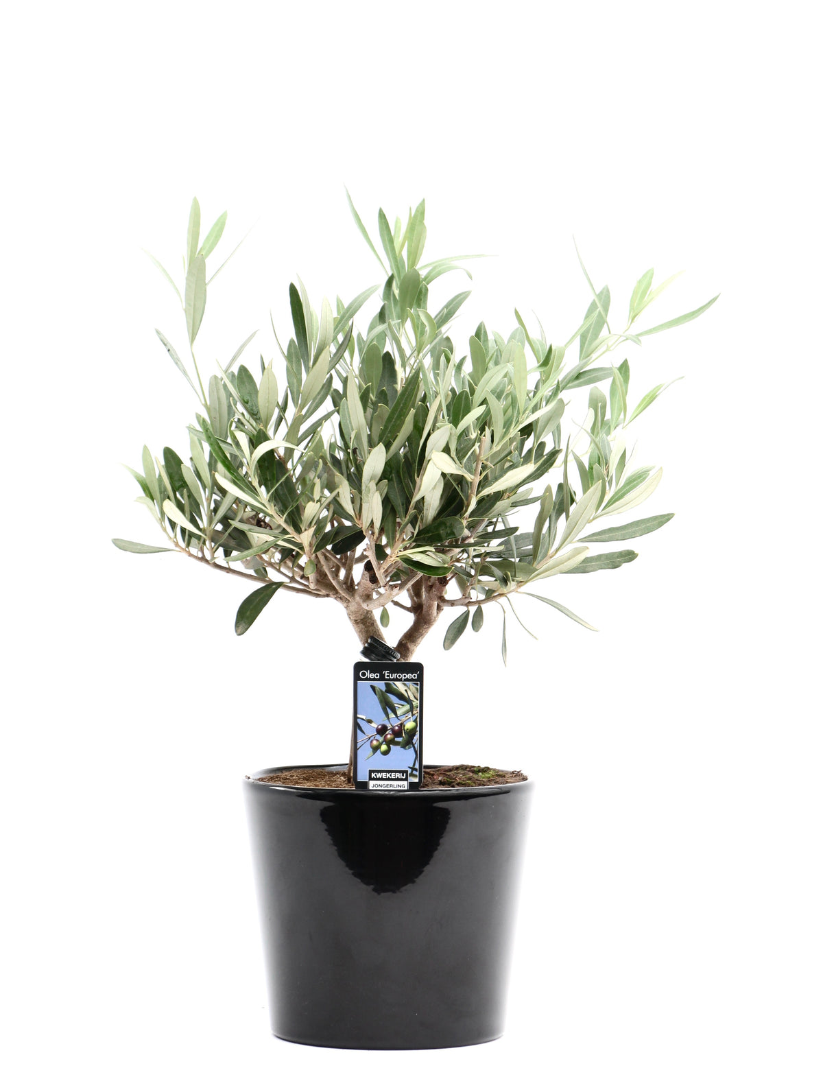 Olea europaea 35cm 16cm Pot