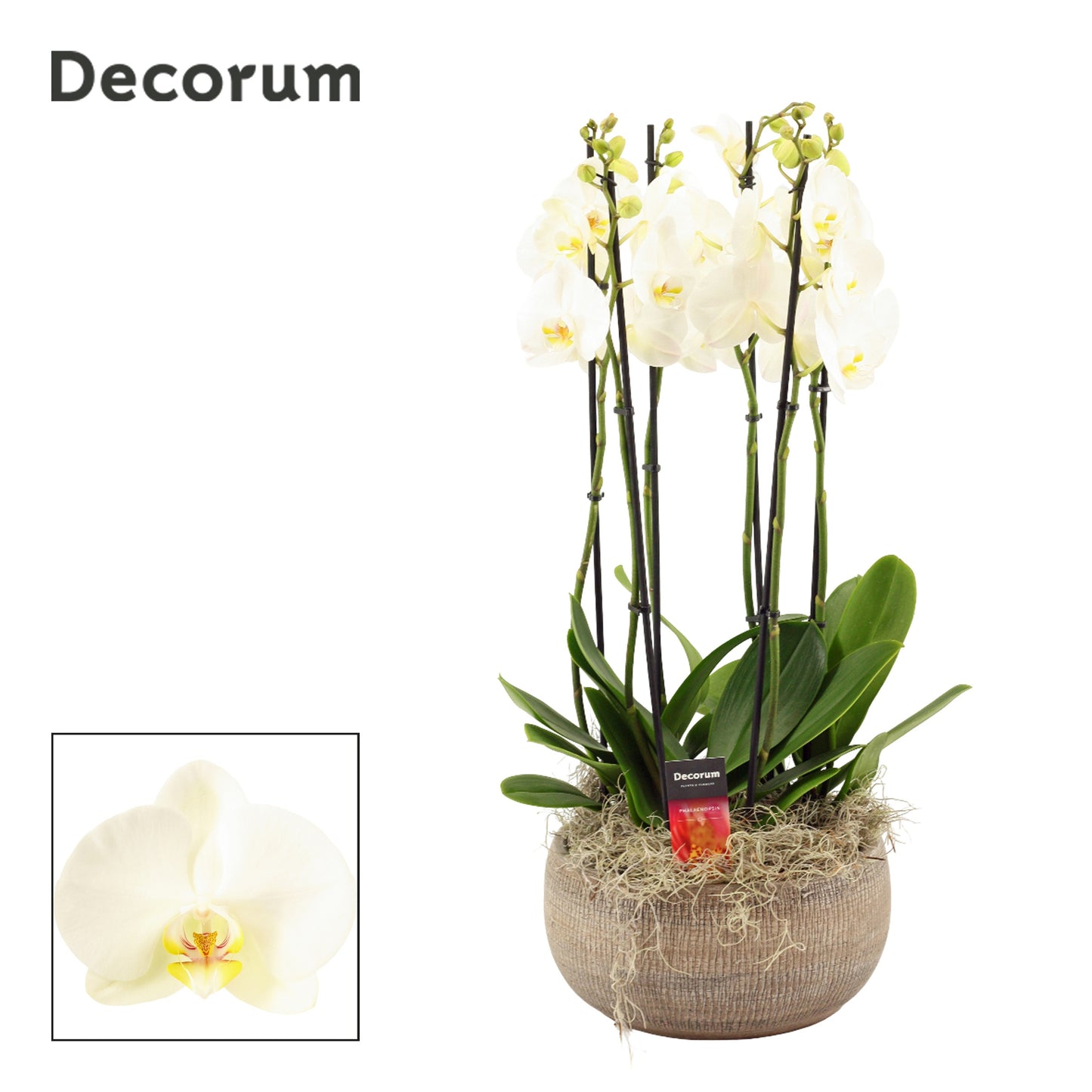 Phalaenopsis white 65cm 27cm Pot