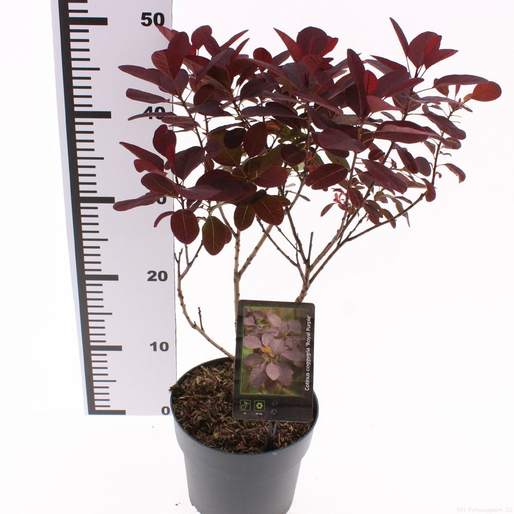 Cotinus Royal Purple 30cm 17cm Pot