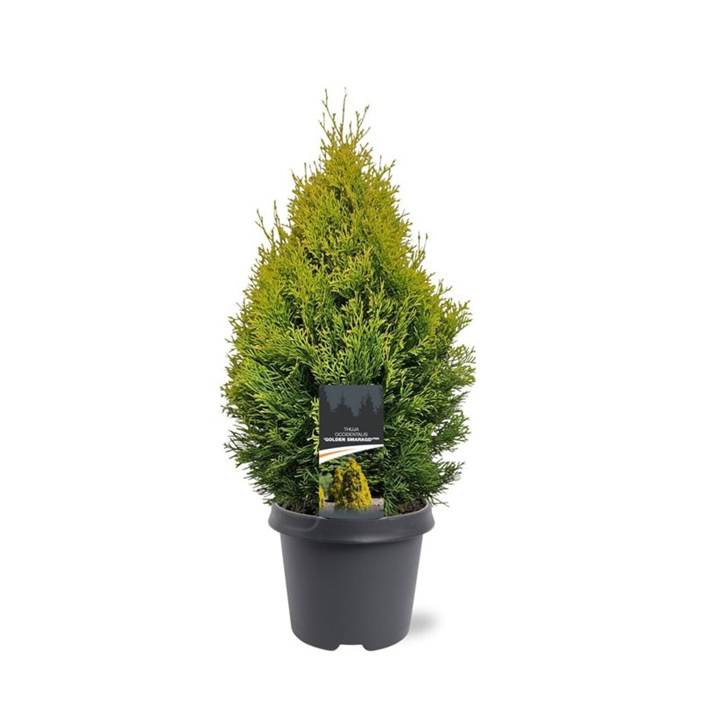 Thuja occidentalis 65cm 23cm Pot