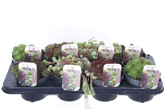 Sempervivum mix 15cm 13cm Pot