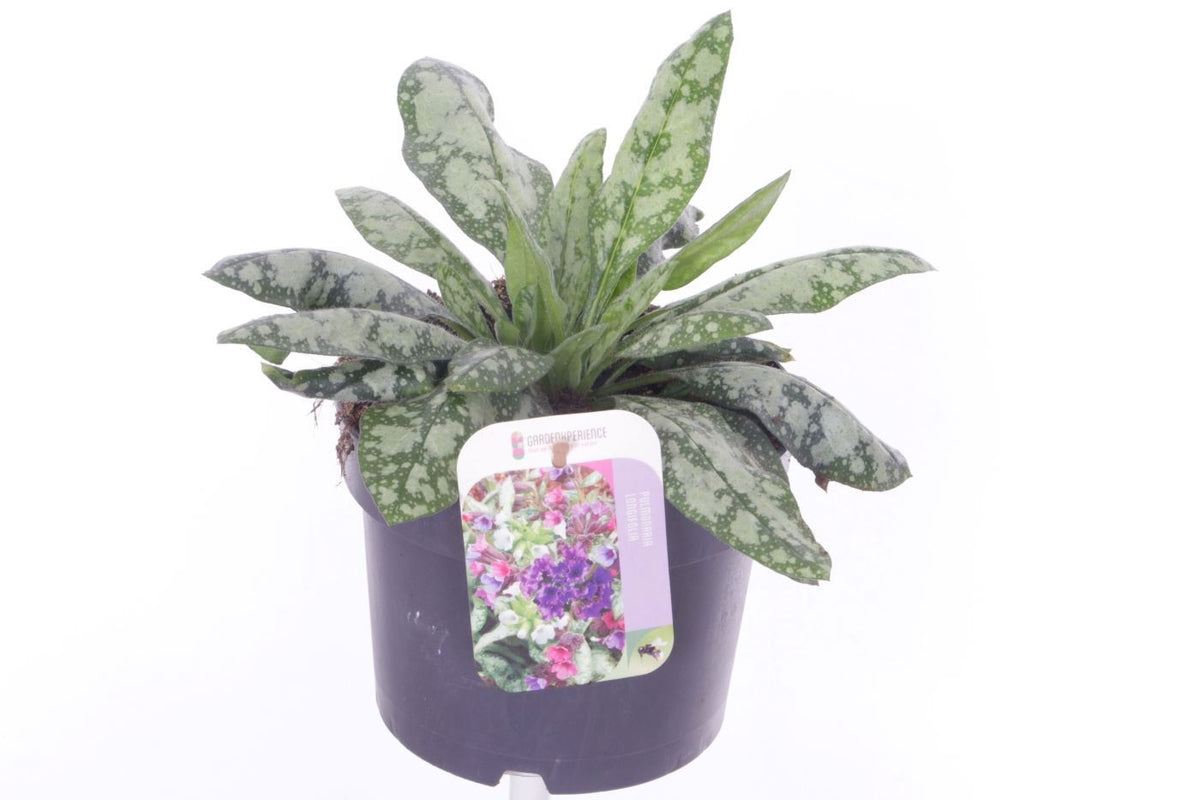 Pulmonaria saccharata 25cm 17cm Pot