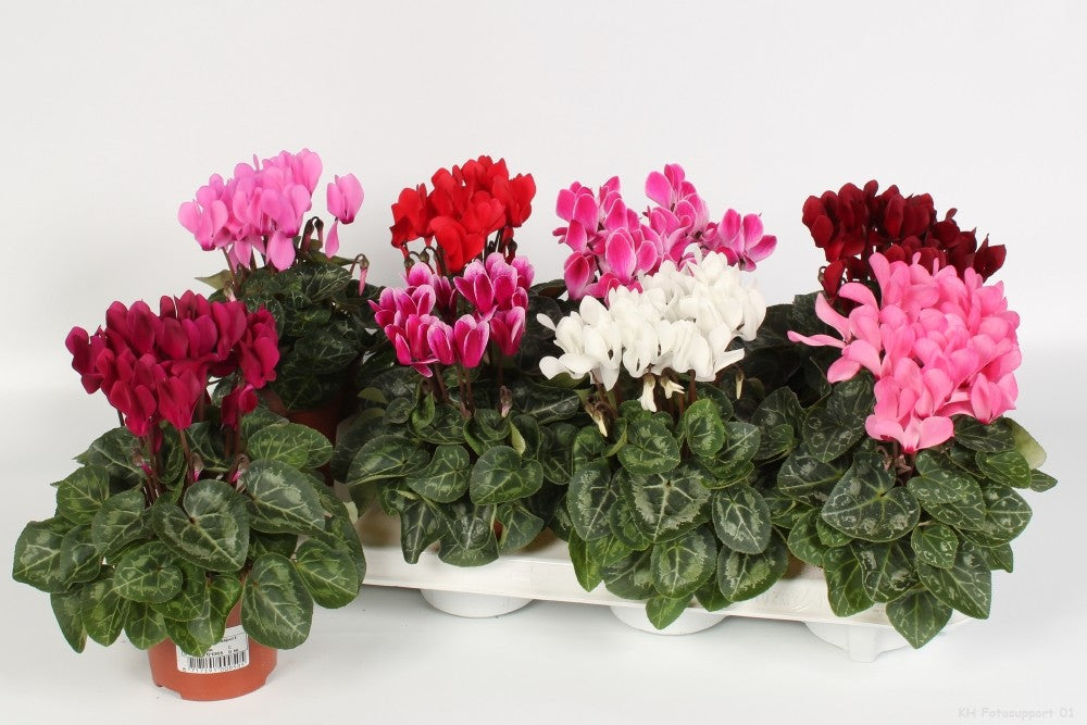Endhoven Flowering plants Cyclamen Verano Mix Pack of 8