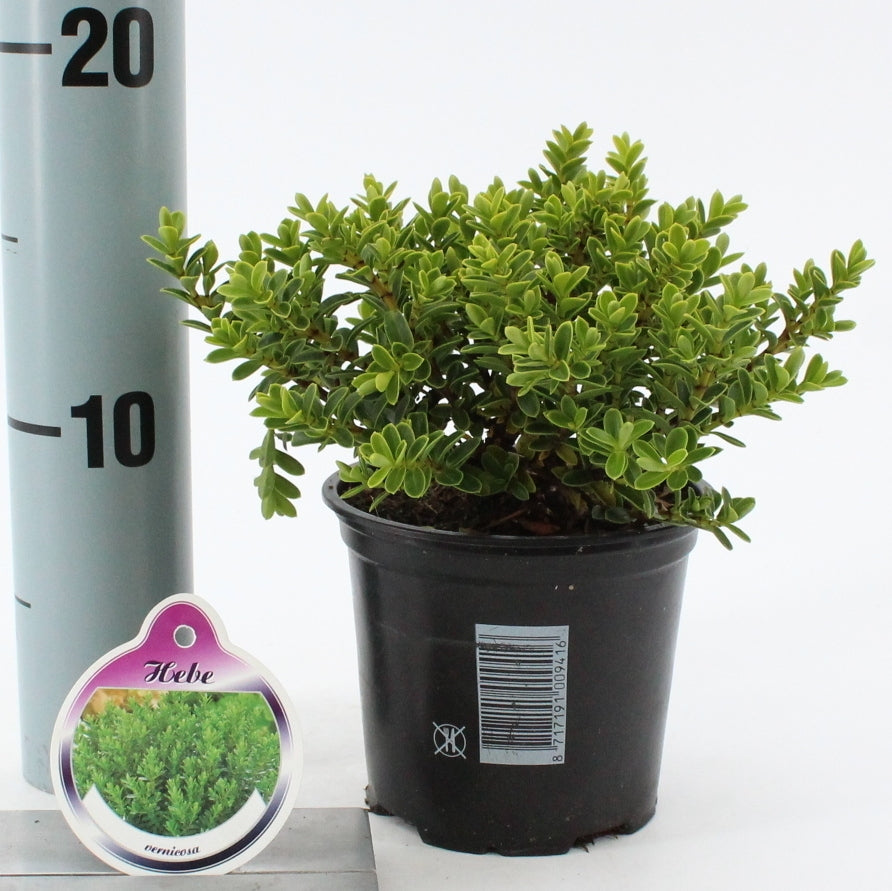 Hebe vernicosa 10cm 10.5cm Pot